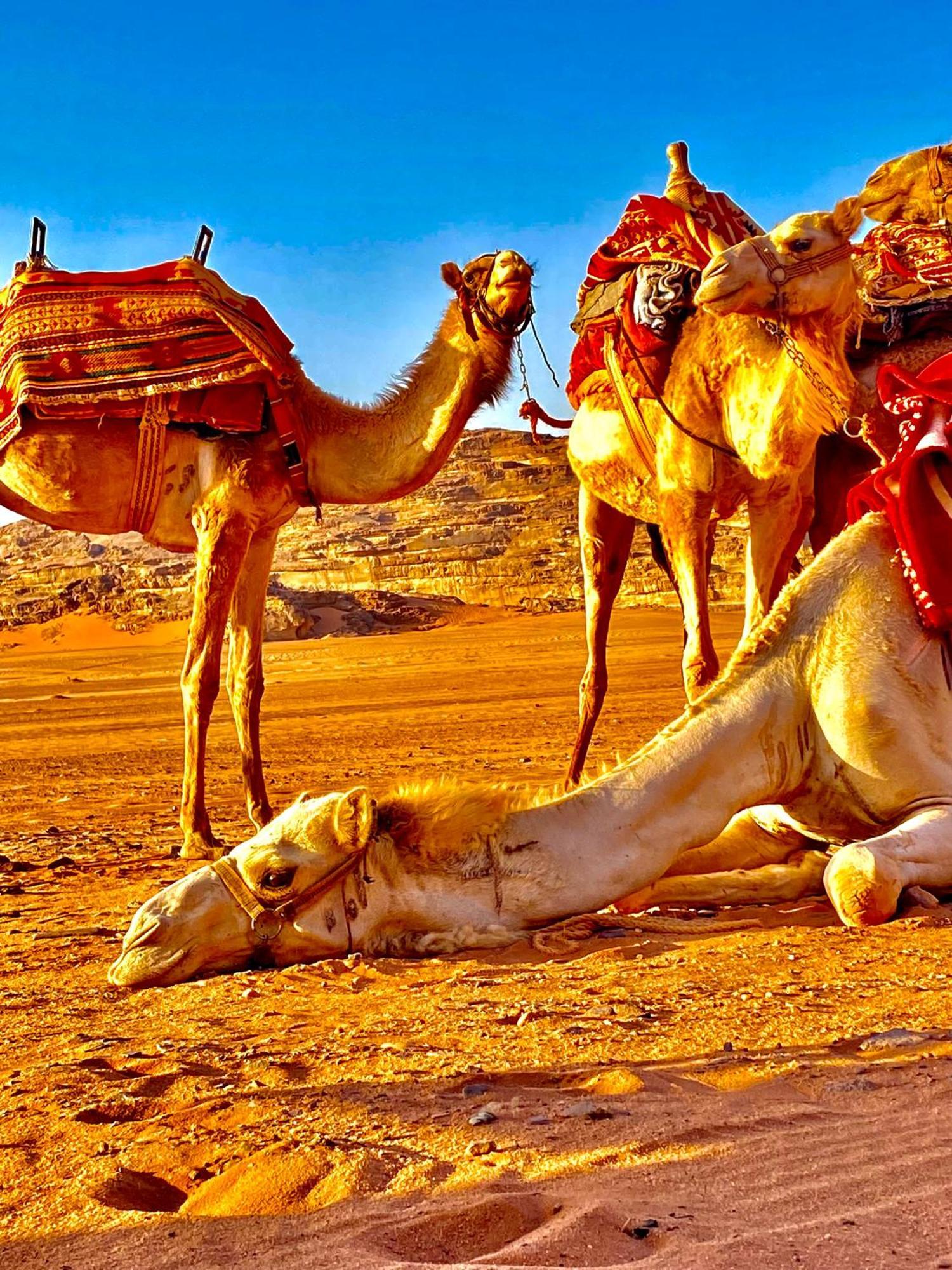 Rum Relaxation Luxury Camp Wadi Rum Luaran gambar