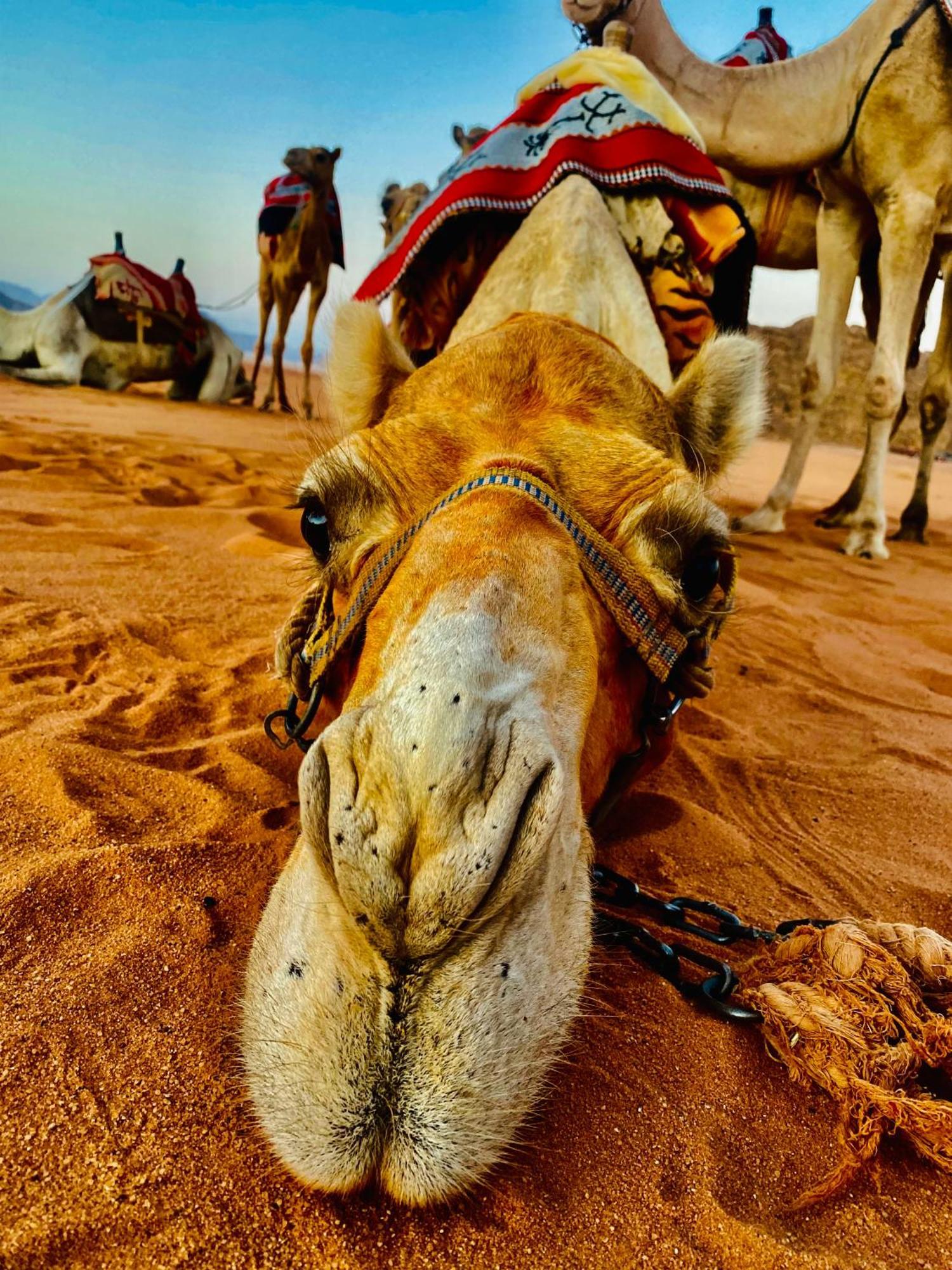 Rum Relaxation Luxury Camp Wadi Rum Luaran gambar